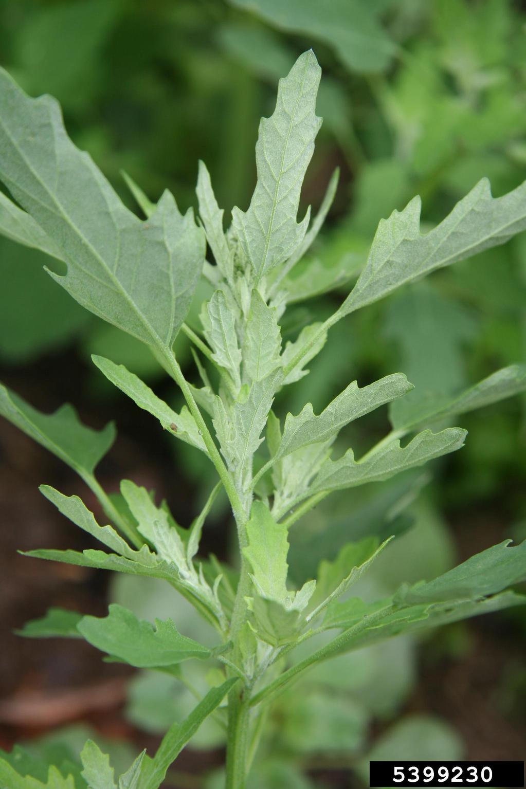 Chenopodium ficifolium